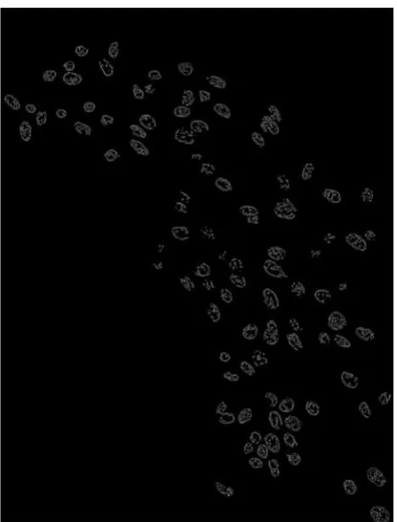 Fig. 1: Left: Optimized image. Right: The same image after the selection of nuclei and removal of the background.
