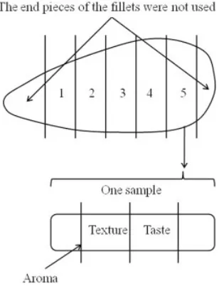 Figure 1. Illustration of cutting of breast ﬁllets and samples. Five sampleswere cut from each breast ﬁllet.