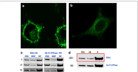 Fig. 8 Pulse–chase methodology using SPMNP: schematic repre-sentation of our hypothesis on pulse–chase methodology with cell surface localization of lipid-SPMNP and subcellular localization of DMSA-SPMNP as shown previously by [15, 34, 41]