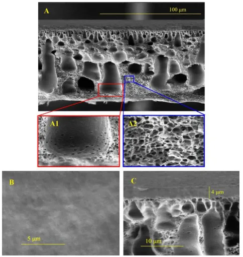 Fig. 8. SEM images of the Pebax/PVC thin film composite membrane: (A) cross section, (B) top-layer surface, and (C) magnified cross-section