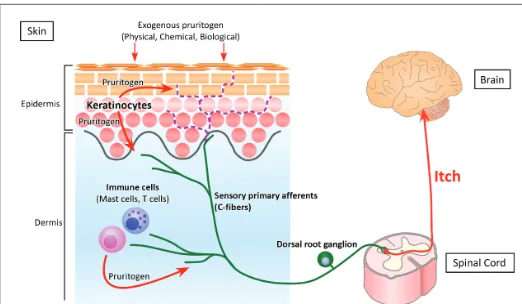 Figure 1: Pathway of itch. The perception of itch starts when itch-inducing substances (pruritogens) bind to their receptors (pruriceptors) on peripheral sensory afferents
