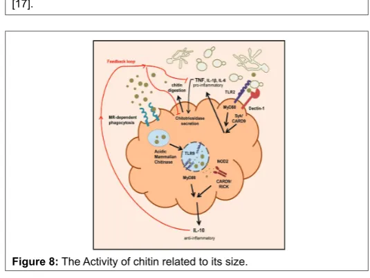 Figure 6: Chitin and keratin have the same structural function [16].