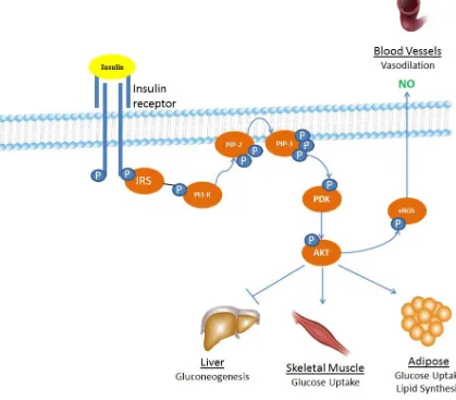 Figure 1.1. Insulin-IRS/PI3K/Akt signalling pathway.  