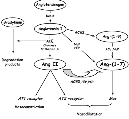 Figure 1.5. The RAS cascade resulting in production of AngII and Ang-(1-7) and subsequent vascular effects