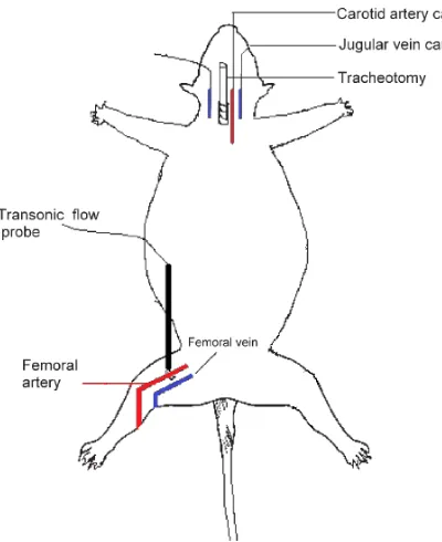 Figure 2.1. Schematic of surgical procedure performed for the anaesthetised rat preparation