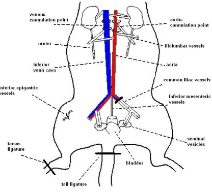 Figure 2.2. Schematic of the surgical isolation of blood flow to a single hindleg. 