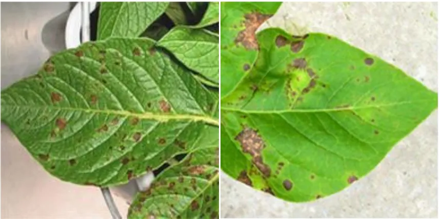 Figure 1.2 Severely stunted potato plant caused by TSWV-infection.  Most leaves on the lower parts of stems are shrivelled and desiccated following severe chlorosis/necrosis