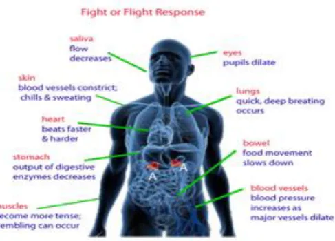 Fig. 1.1: Fight or Flight Response [3]. 