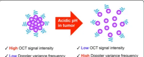 Fig. 1 Schematic illustration of OCT signal changes upon acid‑trig‑gered transformation of Au NCs