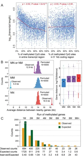 Figure 2. DNA methylation and gene length, exon number and gene locations. (A) Scatterplot for gene length (logmethylated CpG sites for methylation genes in the entire transcript region (left) and in 5parametric local regression are shown in red