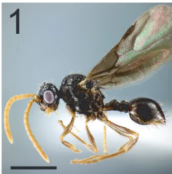 Fig. 1. Male of P. punctatus , Scale bar = 1.0 mm.
