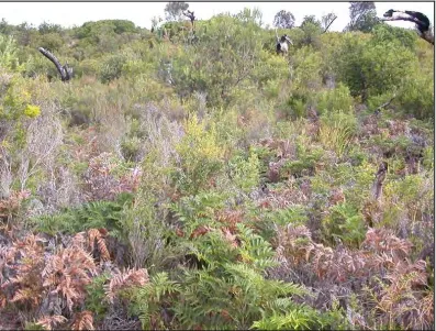 Figure 26. View of undisturbed vegetation adjacent to the Coles Bay study site. 