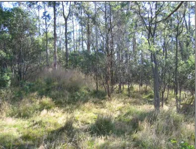 Figure 30. Undisturbed vegetation at the Pottery Road study site. 