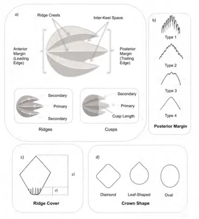 Figure 3.1 Schematic diagrams representing a) denticle crown ridges, cusps, inter ridge spaces, ridge crests and the position of primary and secondary ridge pairs; b) the four crown posterior margin types used to describe the crown posterior margins; c) pe