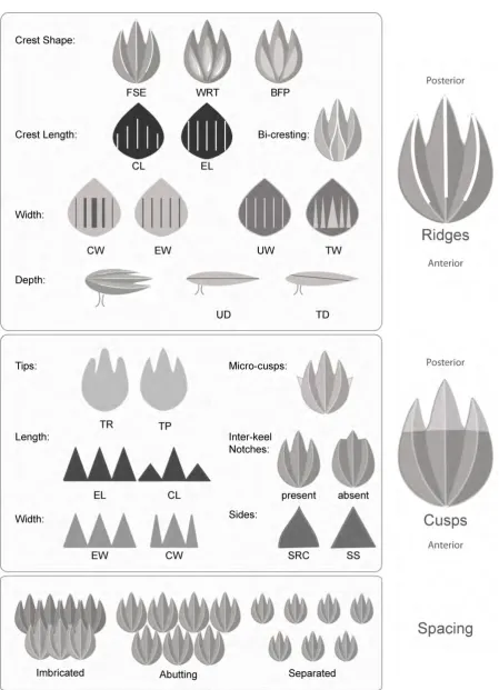 Figure 3.2 Schematic diagrams representing the summary of denticle characteristics and abbreviations used to describe the crown morphology of the denticles from each specimen