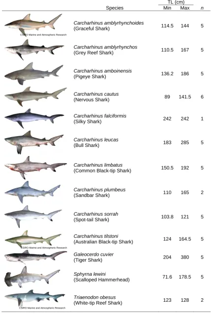 Table 3.1 Summary of all shark specimens for which the denticles of the left side of the dorsal fin and the dorsal side of the right pectoral fin, at areas C, D, E and H (see Figure 3.3), were examined