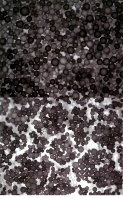 Figure 2.2 - Microscopy of resin-labels. Shown at top are packed beads on a wet beads are Dowex 1x8 with methylthymol blue adsorbed at 10 iimol label after equilibration, and at bottom the same label is shown after drying