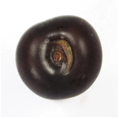Figure 2 Stem-end crack in sweet cherry fruit. 