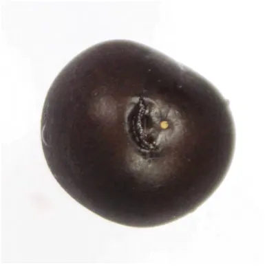 Figure 3 Apical-end crack in sweet cherry fruit.  