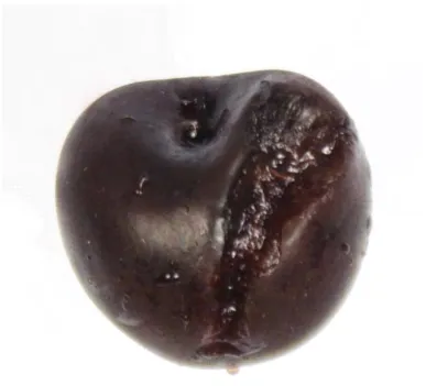 Figure 4 Side crack in sweet cherry fruit. 