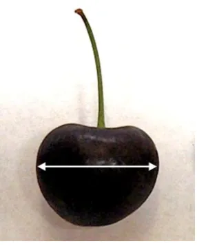 Figure 7 Measurement point for fruit diameter, indicated by white line, on a mature ‘Sylvia’ cherry