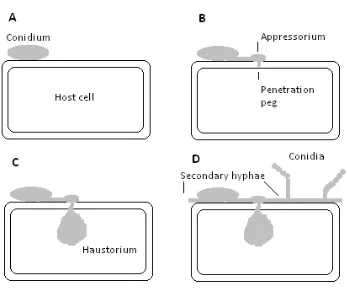 Figure 1.  Schematic illustration of the infection process of E. necator (modified from 