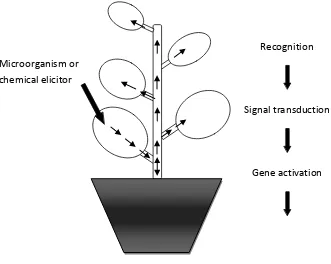 Figure 3.  The process of systemic acquired resistance (SAR).  The plant first recognises a “Primed state” 