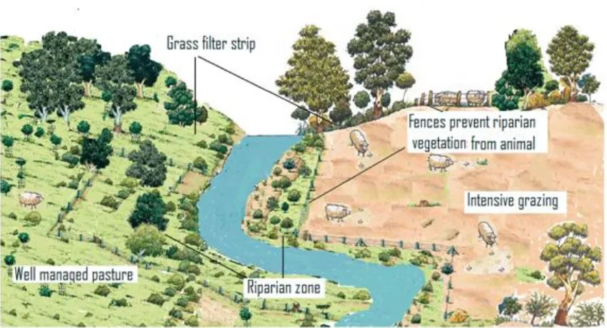 Figure 2 Conceptual diagram of riparian zone and role of vegetations. 