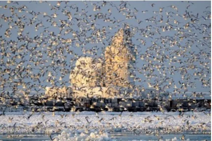 Figure 4.1 Lighthouse Birds. Digital Image. Digital Grin. Web. 7 October 2013. <http:// 