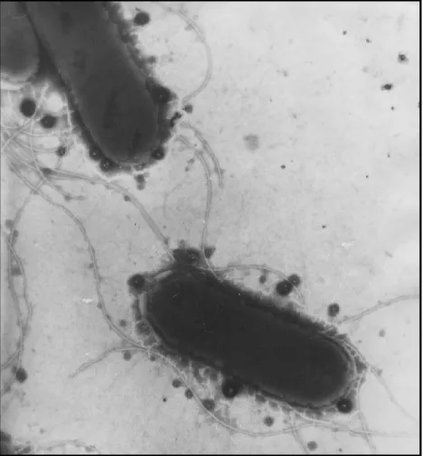 Figure 4.1 An electron micrograph of two E. coli with  another coming into the top left of the photo