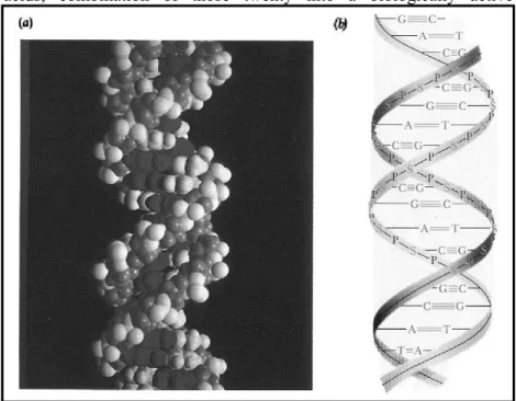Figure 4.3. Figure (a) on the left shows all of the atoms in a  small portion of the double-helical structure of DNA