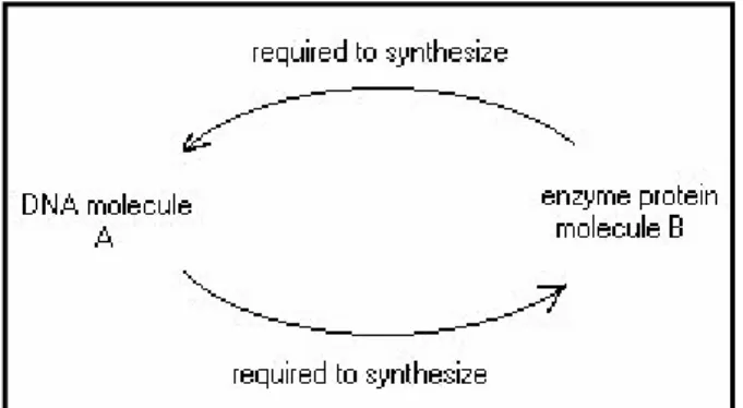 Figure 4.4. An illogical pair of simultaneously created  molecules. Two classes of molecules, both of which require the  other in order to be synthesized