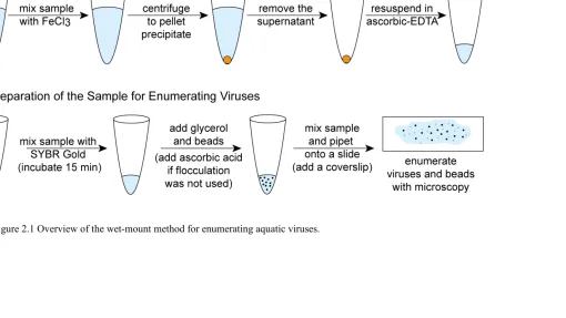 Figure 2.1 Overview of the wet-mount method for enumerating aquatic viruses. 