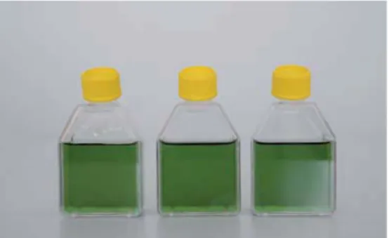 Figure 1: The bottles with distilled water and McCrumb  indicator.