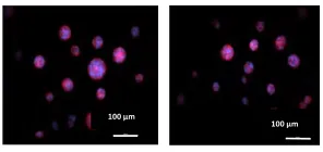Figure 2.6 Comparison of tumorsphere formation in PEGDA gels, encapsulated in CSC medium with PH=7.4 and 6.8