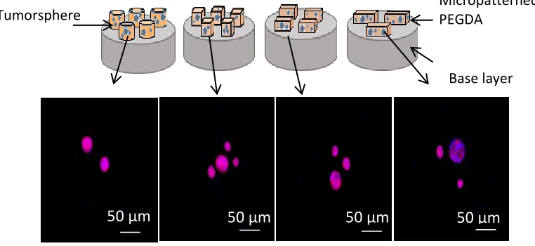 Figure 2.9 Comparison of tumor formation in micropatterned PEGDA gels. Illustrate of schematic pictures (a) and fluorescent images (b) of the tumor size and distribution for MDA_MB_123 tumor cells encapsulated in PEGDA gels with different micropatterns