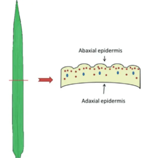 FIGURE  1.  Schematic illustration for the preparation of  transverse section of pineapple leaf