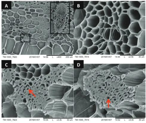 FIGURE  3.   SEM  micrographs of transverse section of pineapple leaf at low magnification (A)