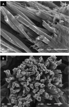 FIGURE  8.   SEM  images of a broken end of a fiber bundle (A)  and of the cut end after washing with 10% w/v NaOH solution 
