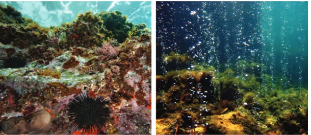 Figure 6. Low and high carbon dioxide communities. The figure on the left shows a diverse marine  environment in normal (low) carbon dioxide conditions (mean pH 8.2)