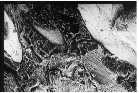 Figure 3: The SEM micrograph of Epolene 43 Kenaf treated sample [29] 