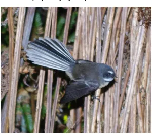 Figure 4: Fantail (R.f.placabilis) from the North Island of New Zealand. Photograph taken by Dr Isabel Castro