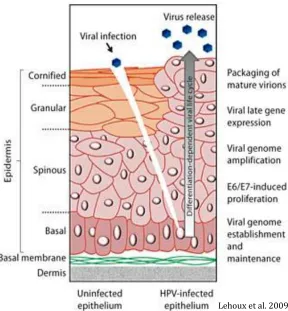 Figure 1.2 Papilloma virus life cycle HPV virus infects the basal  epithelial cells through small lesion in the tissue, at this point the virus has minimal DNA replication and viral gene expression in basal cells (maintenance replication)