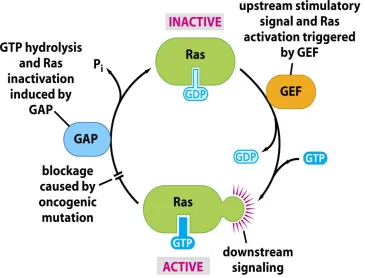 Figure 1.3: Mechanisms of oncogene activation: point mutation the Ras story When Ras is mutated, Ras becomes “stuck” in the “on” (GTP-bound) position and cells are constantly replicating