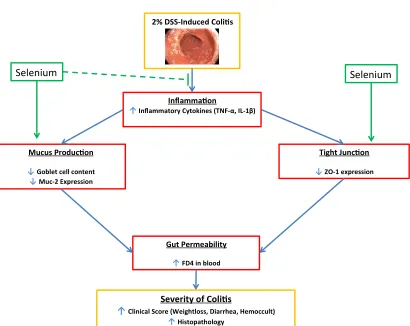Figure 1.1 Working Model: This study is aimed to uncover the proposed model of the protective effect of Se on gut barrier function in C57BL/6 mice with acute DSS-induced colitis