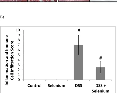 Figure 2.2 A-B. Effect of Se rich diet on the morphology of the colon.  