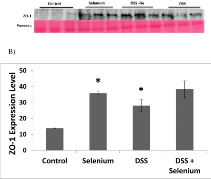 Figure 2.5 A-B. Effect of Se rich diet on tight junction protein ZO-1 