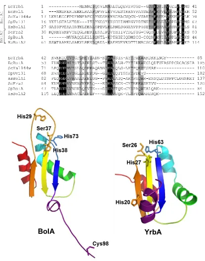 Figure 2.12 (Top) Sequence alignment of E. coli YrbA and BolA with other BolA1 and BolA2 proteins