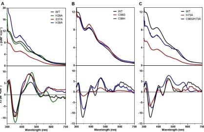 Figure 2.13.  Comparison of UV-visible absorption (top panels) and CD spectra (bottom panels) of [2Fe-2S] Grx4-BolA mutants