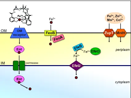 Figure 1.8. Iron uptake systems in E. coli. An outer membrane (OM) receptor in the TonB system takes up Fe-siderophore complexes (Enterobactin or Ent shown here) to the periplasm